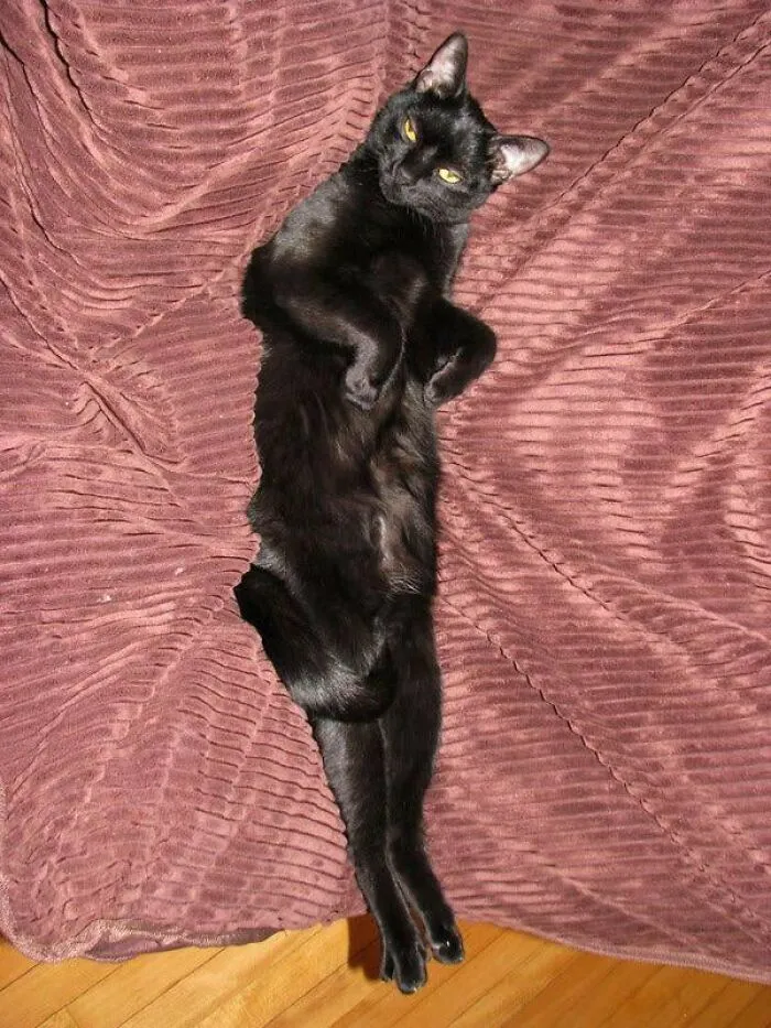 88 Wonderfully Stupid Cat Pictures Packed Full Of Pure Serotonin To Instantly Boost Your Mood