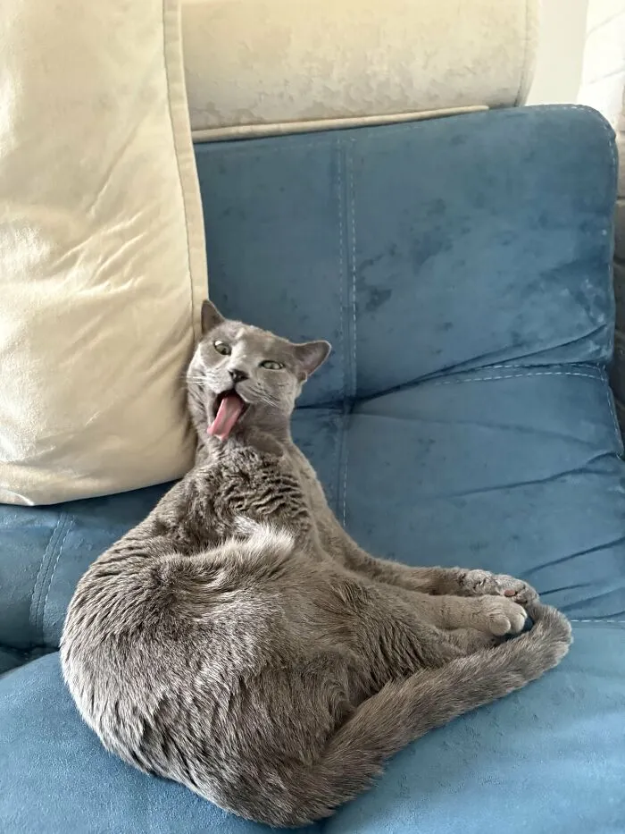 88 Wonderfully Stupid Cat Pictures Packed Full Of Pure Serotonin To Instantly Boost Your Mood