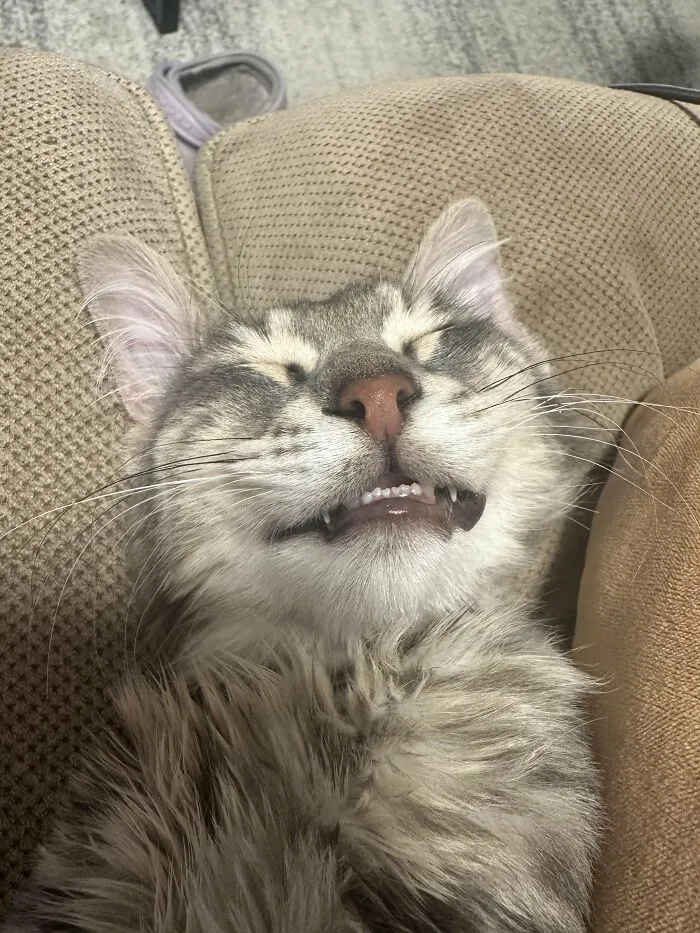 88 Wonderfully Stupid Cat Pictures Packed Full Of Pure Serotonin To Instantly Boost Your Mood