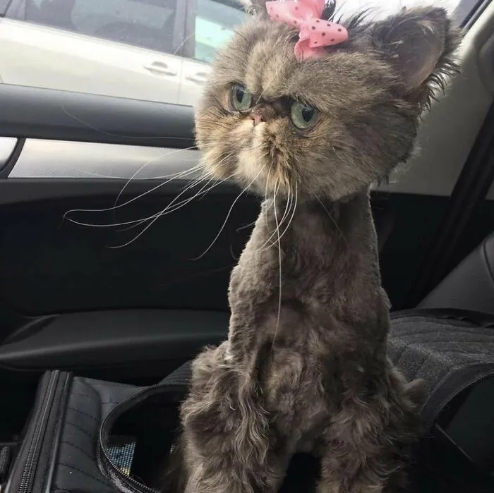 88 Wonderfully Stupid Cat Pictures Packed Full Of Pure Serotonin To Instantly Boost Your Mood