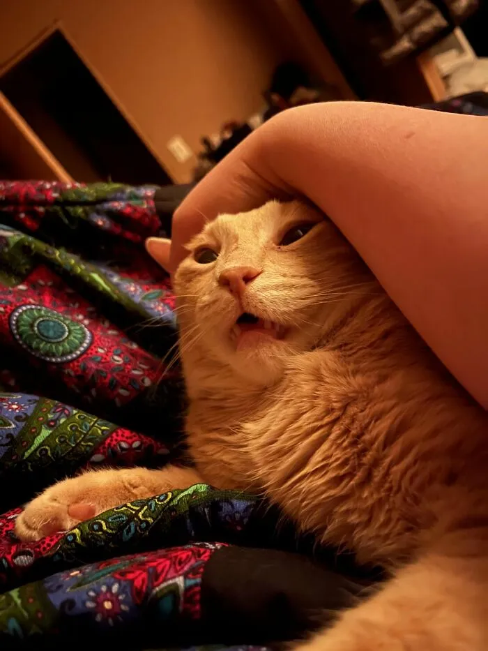 88 Wonderfully Stupid Cat Pictures Packed Full Of Pure Serotonin To Instantly Boost Your Mood