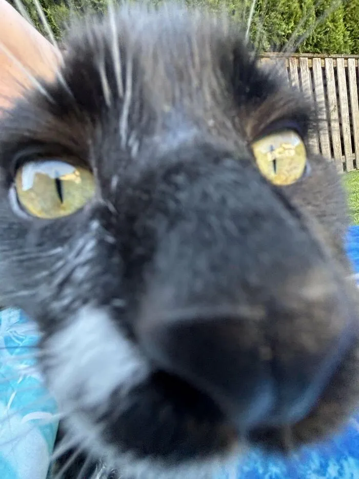 88 Wonderfully Stupid Cat Pictures Packed Full Of Pure Serotonin To Instantly Boost Your Mood