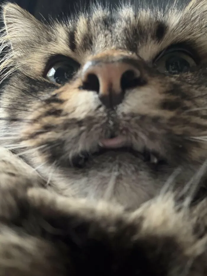 88 Wonderfully Stupid Cat Pictures Packed Full Of Pure Serotonin To Instantly Boost Your Mood
