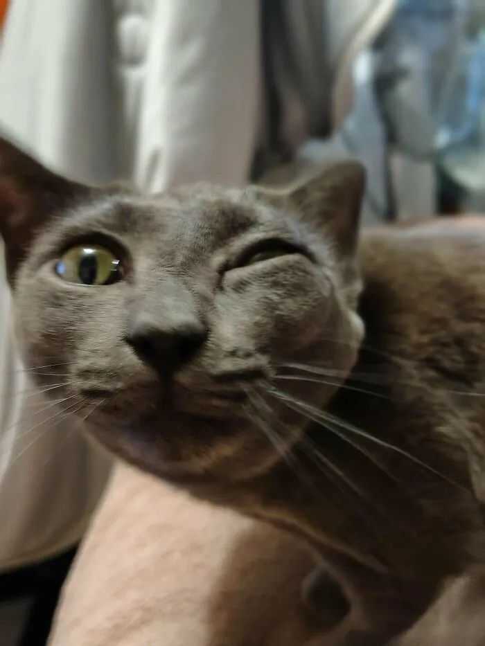 88 Wonderfully Stupid Cat Pictures Packed Full Of Pure Serotonin To Instantly Boost Your Mood