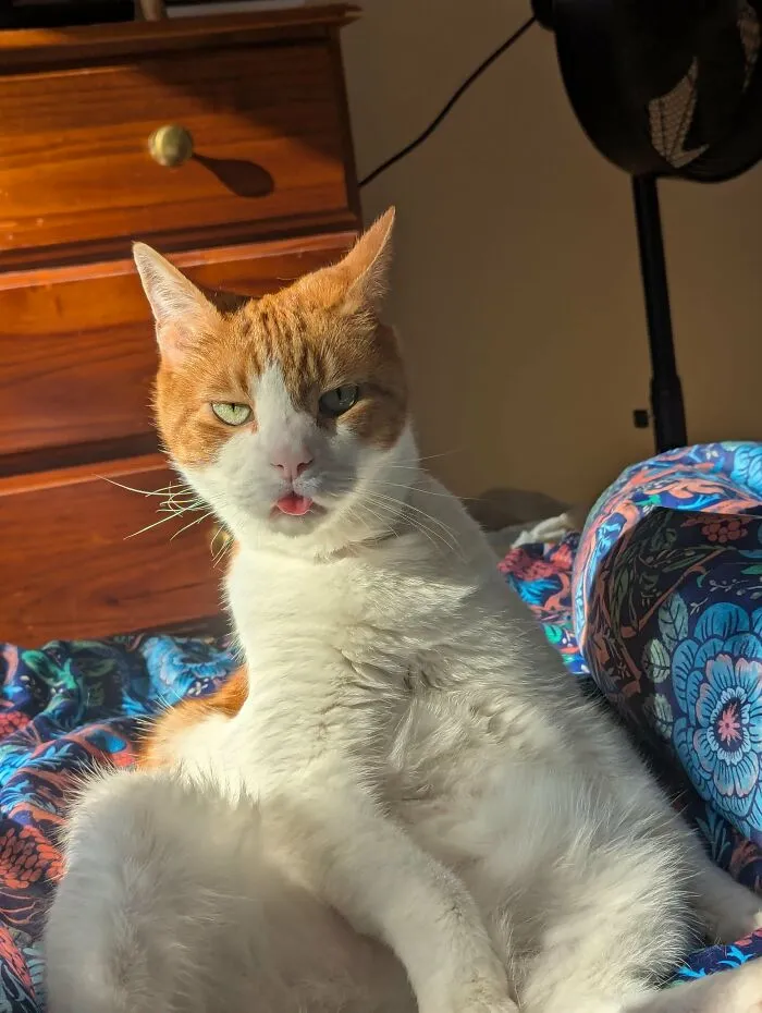 88 Wonderfully Stupid Cat Pictures Packed Full Of Pure Serotonin To Instantly Boost Your Mood
