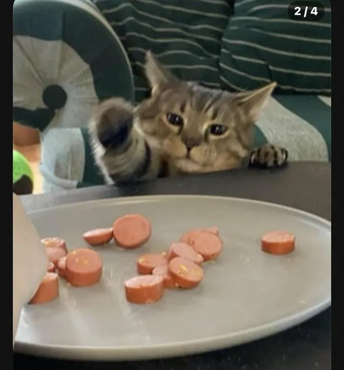 88 Wonderfully Stupid Cat Pictures Packed Full Of Pure Serotonin To Instantly Boost Your Mood