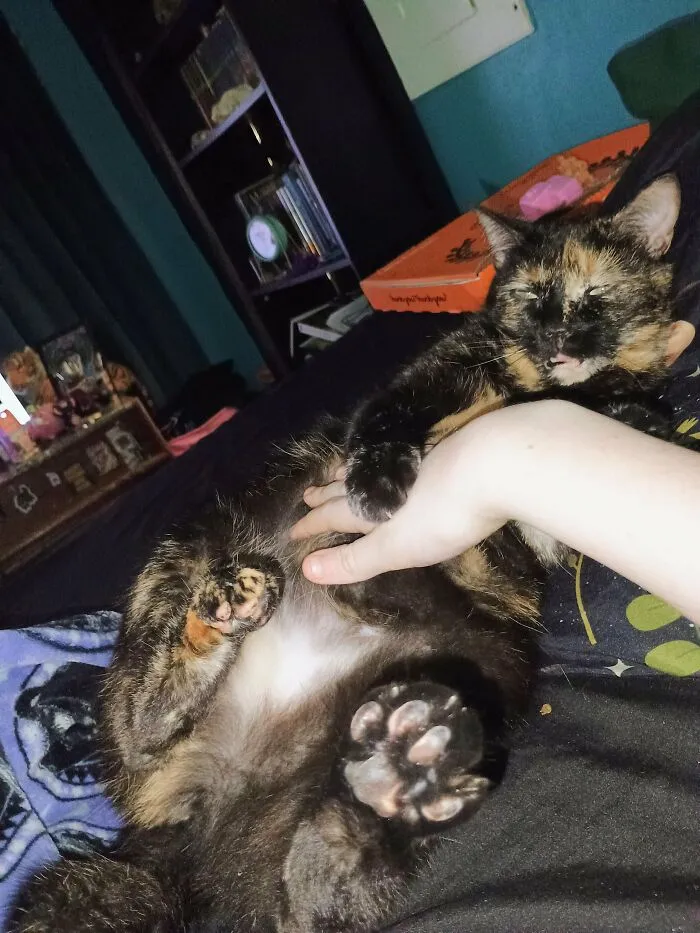 88 Wonderfully Stupid Cat Pictures Packed Full Of Pure Serotonin To Instantly Boost Your Mood