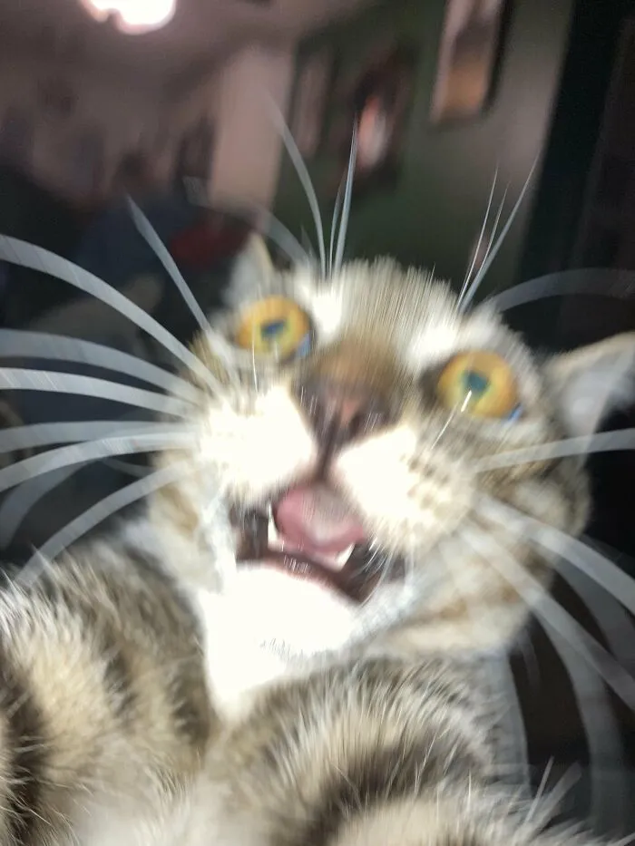 88 Wonderfully Stupid Cat Pictures Packed Full Of Pure Serotonin To Instantly Boost Your Mood