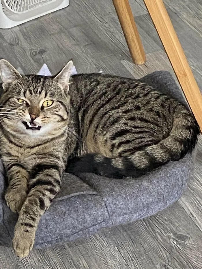 88 Wonderfully Stupid Cat Pictures Packed Full Of Pure Serotonin To Instantly Boost Your Mood