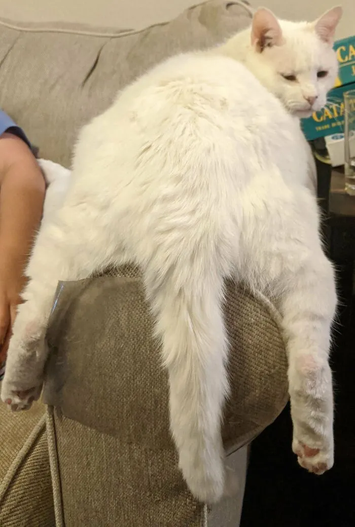 88 Wonderfully Stupid Cat Pictures Packed Full Of Pure Serotonin To Instantly Boost Your Mood