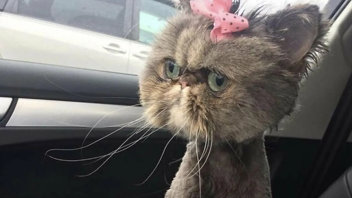 88 Wonderfully Stupid Cat Pictures Packed Full Of Pure Serotonin To Instantly Boost Your Mood
