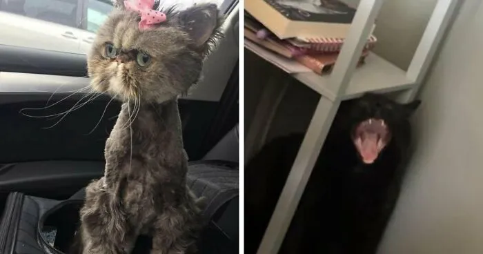88 Wonderfully Stupid Cat Pictures Packed Full Of Pure Serotonin To Instantly Boost Your Mood