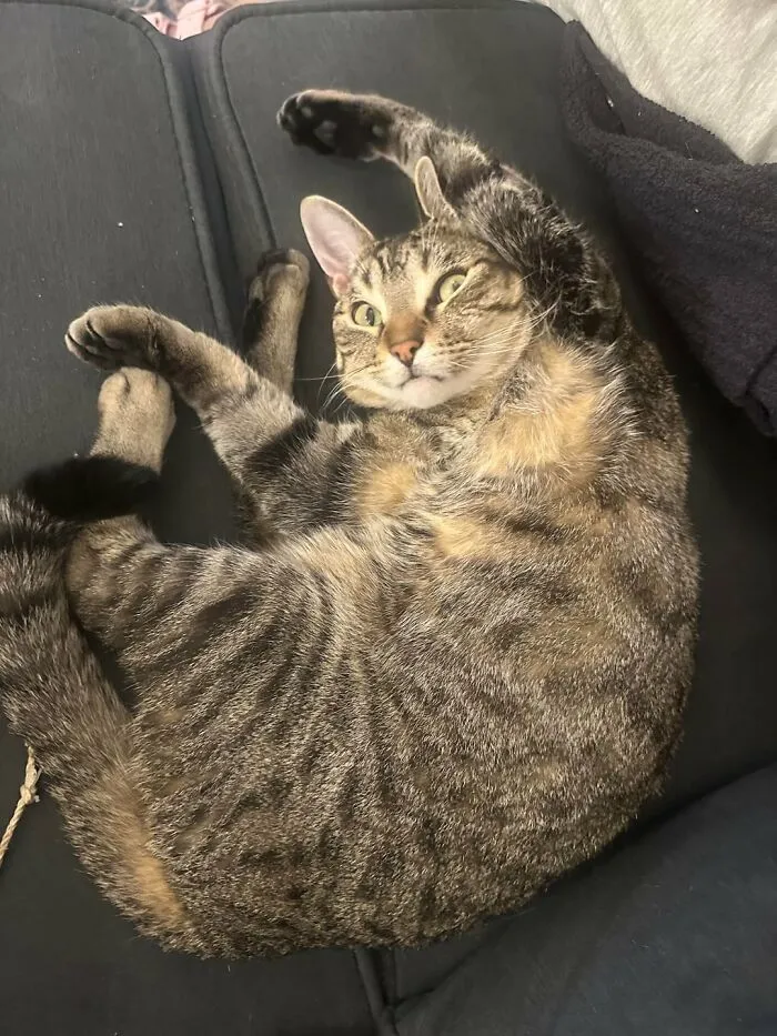 88 Wonderfully Stupid Cat Pictures Packed Full Of Pure Serotonin To Instantly Boost Your Mood
