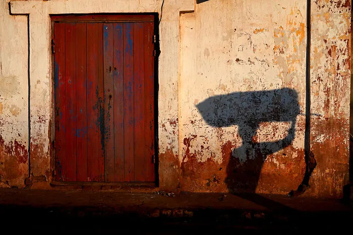Rouge From The Series ' Madagascar Dreaming' By Margo Ryan