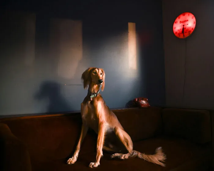 Teddy In The Kitchen From The Series 'Light, Shadow, And Home' By Wendy Stone
