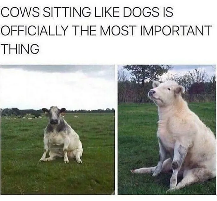Two funny memes of cows sitting like dogs, one gray and one white, in a grassy field. Great for vegans.