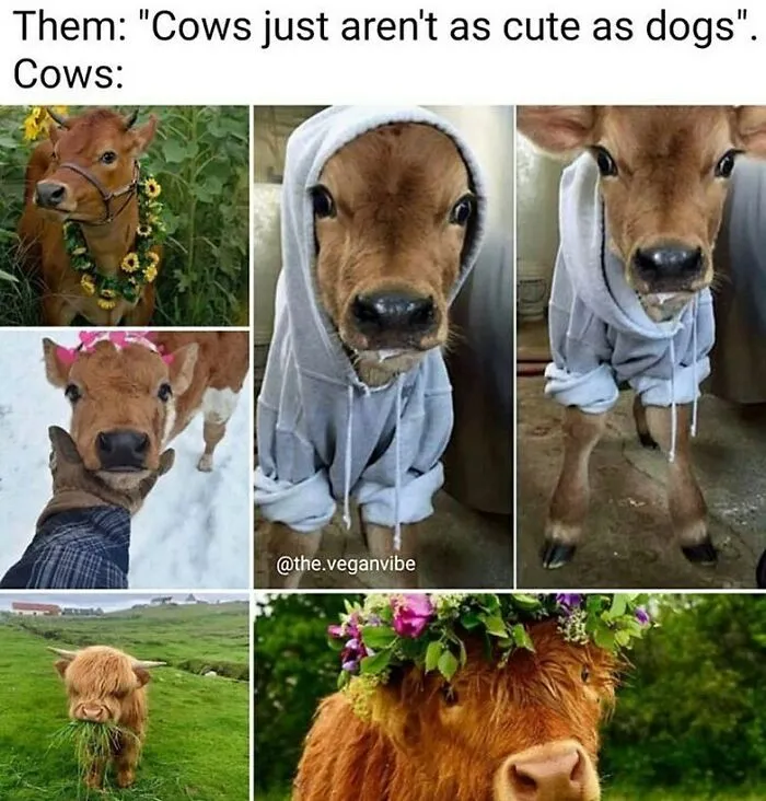 69 Vegan Memes That Never Get Old 