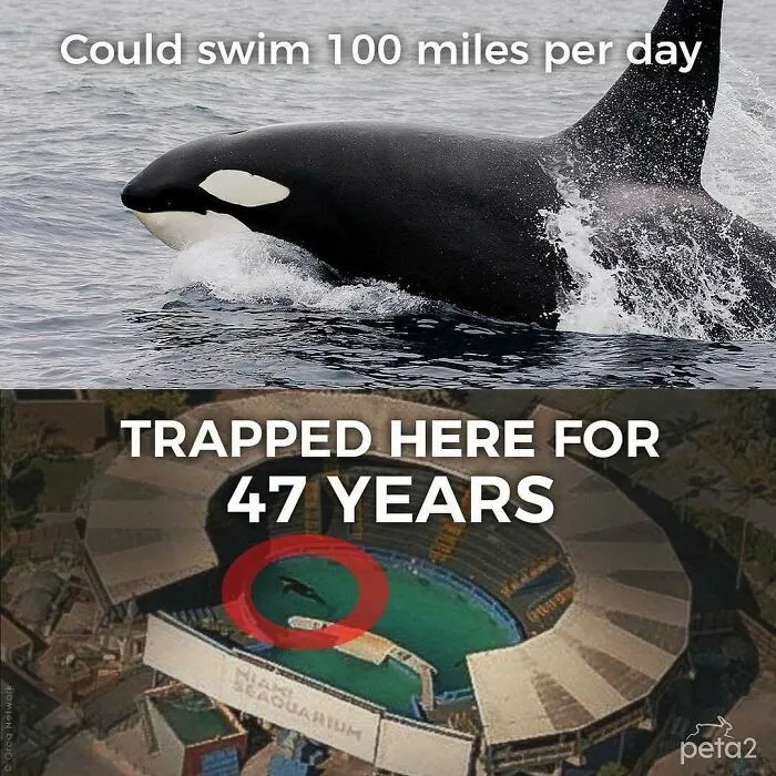 A powerful orca in the ocean, then a sad image of the same orca trapped in a small Miami Seaquarium tank. Funny memes for vegans.