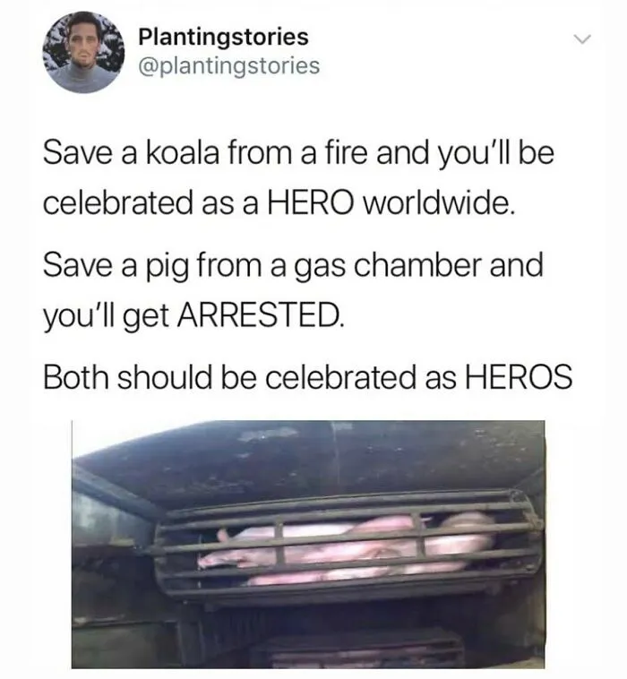 A viral vegan meme tweet with text about saving a koala vs. a pig, showing a pig in a gas chamber. Funny memes for vegans.