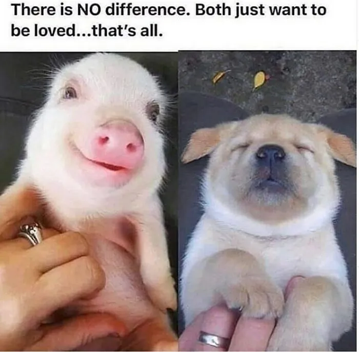 69 Vegan Memes That Never Get Old 
