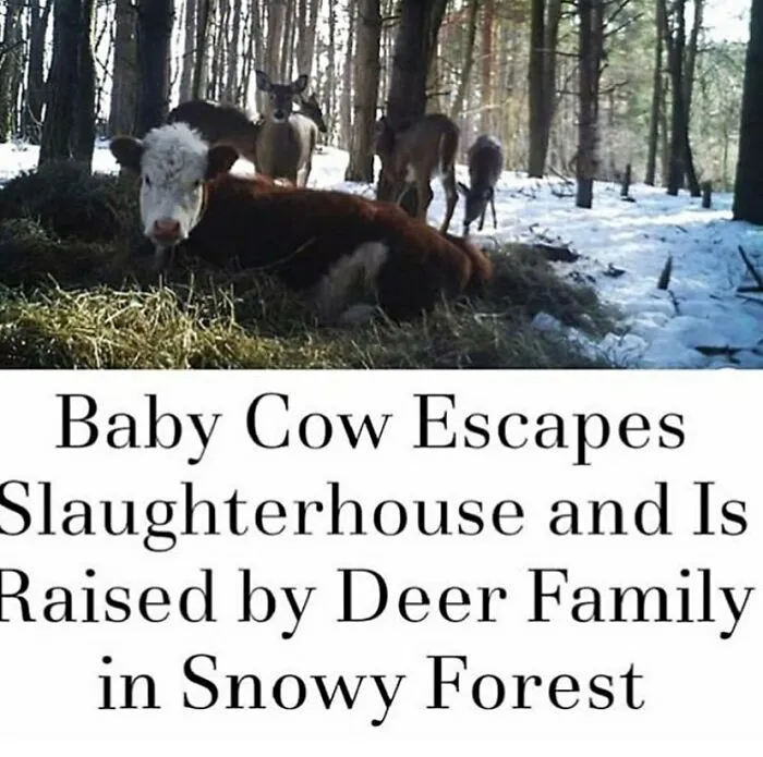 A young cow resting in a snowy forest with several deer in the background. Funny memes for vegans.