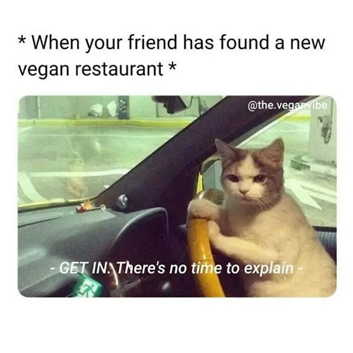 Funny memes for vegans: A serious cat driving a car, with text about finding a new vegan restaurant.