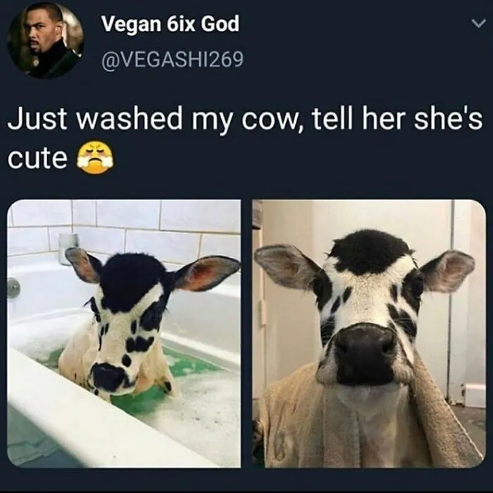 Funny memes for vegans: A two-panel image shows a cute calf in a bathtub and then wrapped in a towel.