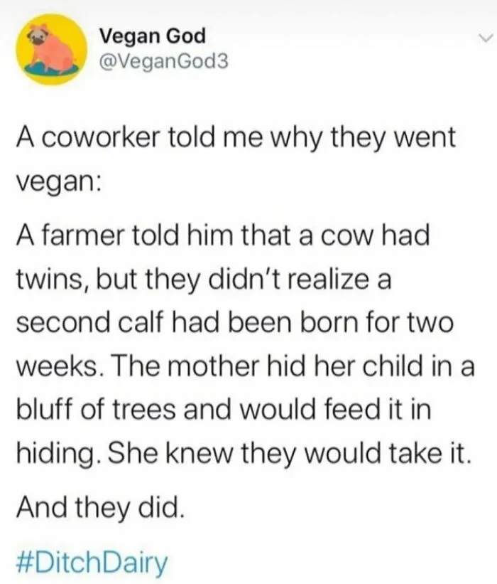 A tweet from Vegan God sharing a sad story about a cow and calf, highlighting why vegans exist. Funny memes for vegans.