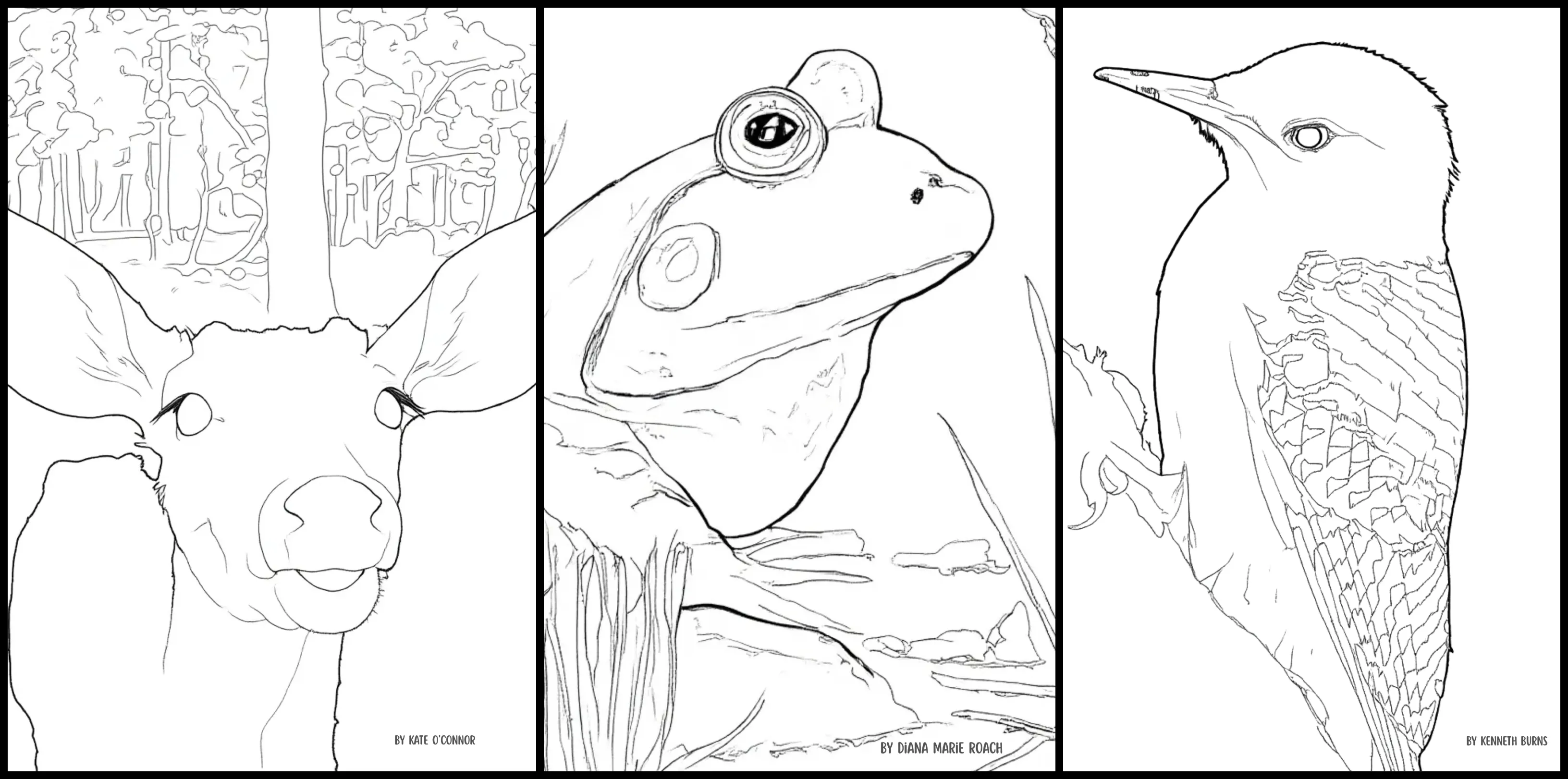 Over 30 Creatives Capture The Rockefeller State Park Preserve In A New Coloring Book