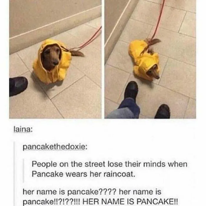 A dachshund dog named Pancake in a yellow raincoat, featured in positive posts to make your day.