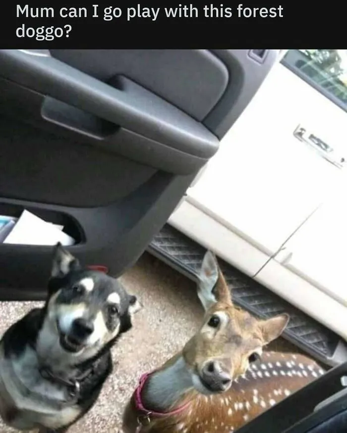 A smiling dog and a curious deer, both with collars, looking up from outside a car door. Positive posts image.