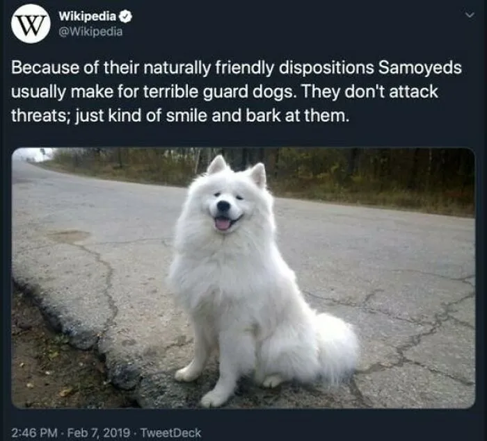 A smiling Samoyed dog sitting on cracked asphalt, a positive post that might make your day better.