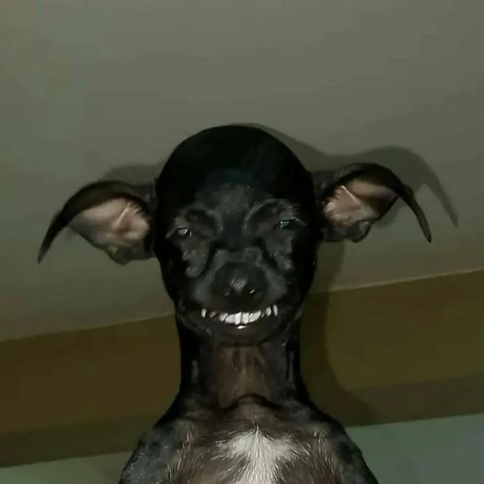 60 Times Animals Were Caught Doing Something So Uniquely Weird People Just Had To Take A Photo (New Pics)