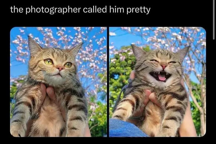 85 Memes To Make You Chuckle When You Need It The Most