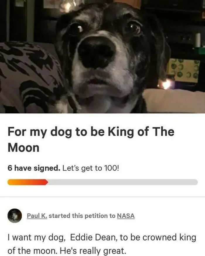 A black and white dog with wide eyes looks at the camera, above a petition to make it King of the Moon. These positive posts make your day.