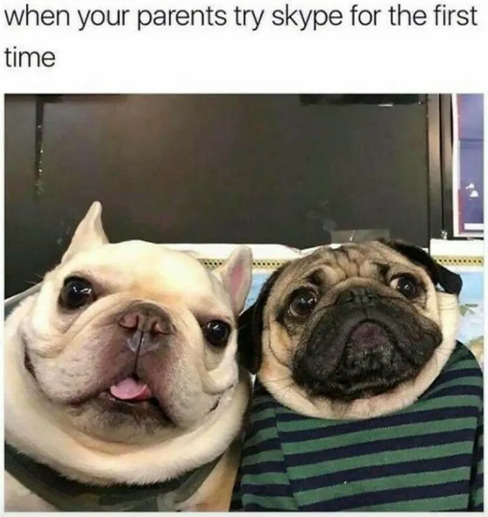 A meme featuring two dogs, a French bulldog and a pug, looking confused at the camera, evoking positive feelings.