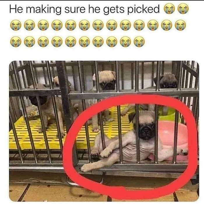 Funny puppy meme circled trying to get picked in a cage in funny memes