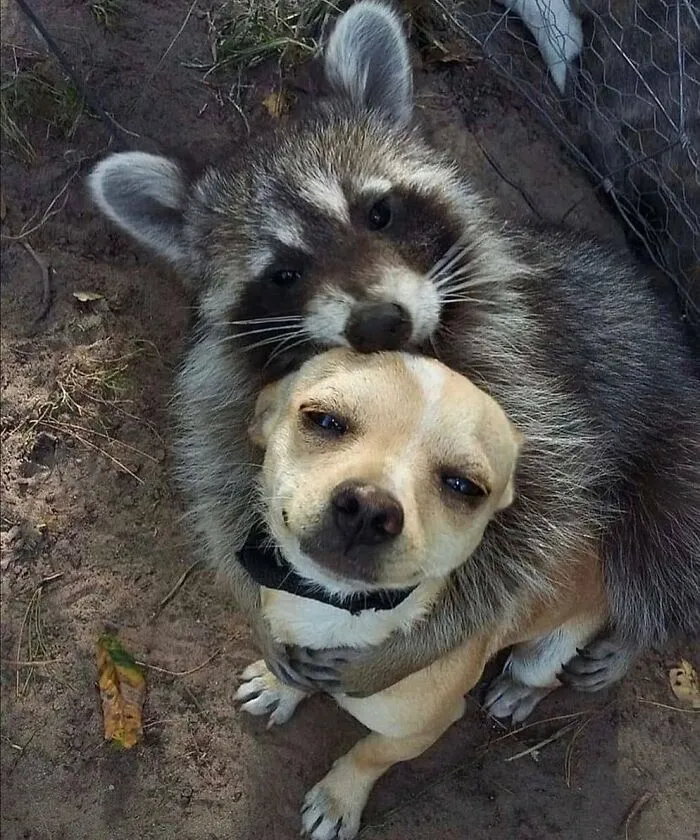 60 Times Animals Were Caught Doing Something So Uniquely Weird People Just Had To Take A Photo (New Pics)