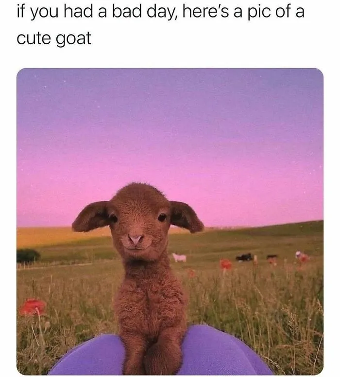 85 Memes To Make You Chuckle When You Need It The Most