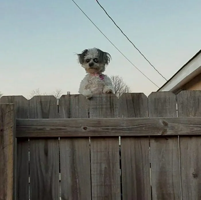 60 Times Animals Were Caught Doing Something So Uniquely Weird People Just Had To Take A Photo (New Pics)