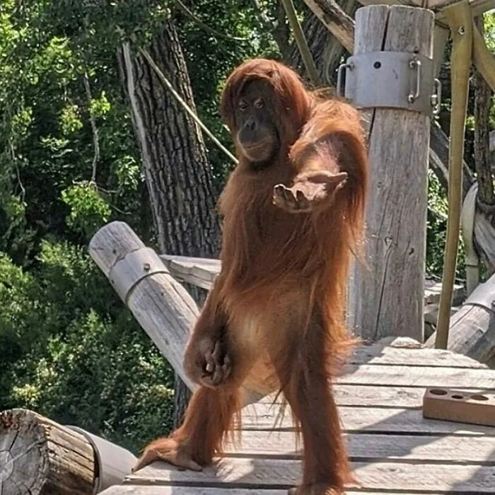 60 Times Animals Were Caught Doing Something So Uniquely Weird People Just Had To Take A Photo (New Pics)