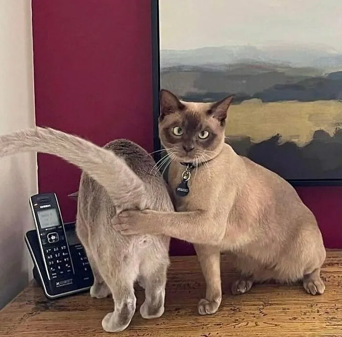 60 Times Animals Were Caught Doing Something So Uniquely Weird People Just Had To Take A Photo (New Pics)
