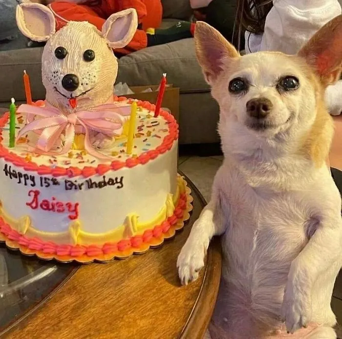 60 Times Animals Were Caught Doing Something So Uniquely Weird People Just Had To Take A Photo (New Pics)