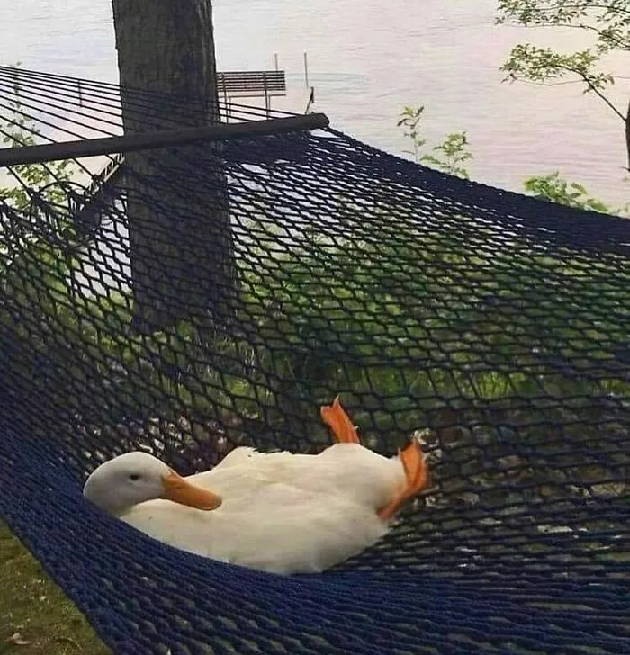 60 Times Animals Were Caught Doing Something So Uniquely Weird People Just Had To Take A Photo (New Pics)