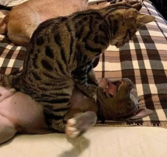 60 Times Animals Were Caught Doing Something So Uniquely Weird People Just Had To Take A Photo (New Pics)