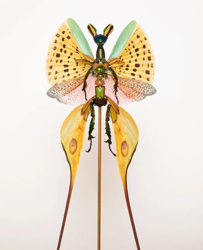 This Artist Creates Surreal Fairies, Floral Skeletons, And Mythical Creatures Out Of Natural Materials (33 Pics)
