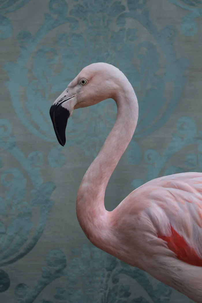Greater Flamingo