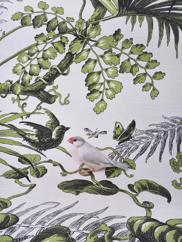 Java Sparrow