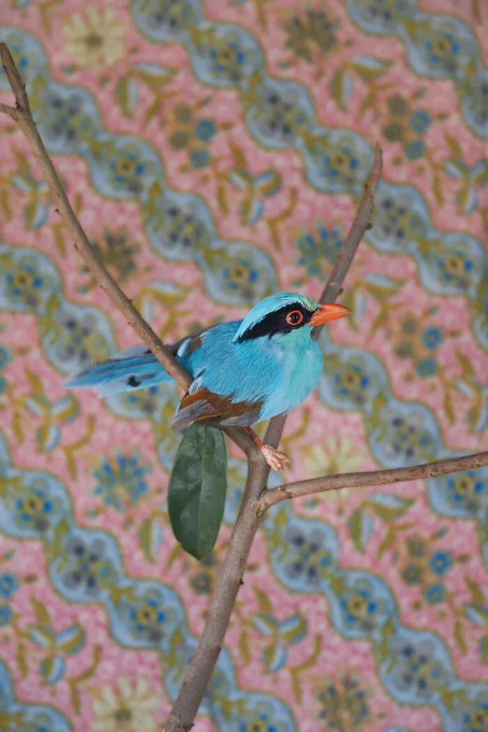 _javan Green Magpie