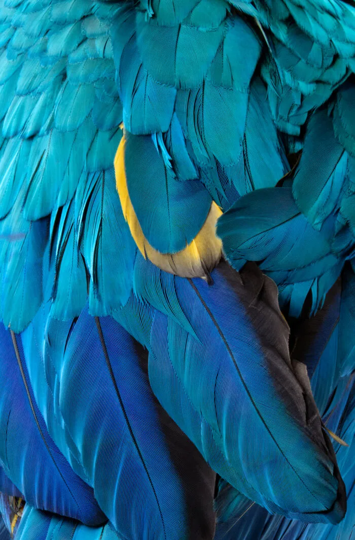 Blue Gold Macaw